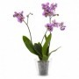 Comprar Maceta Transparente Orchid 13,5X15 Cm  Plasticforte 35188 al Mejor Precio