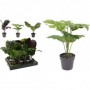 Comprar Planta Artificial Maceta Maranta Surtida  Importacion 18525 al Mejor Precio