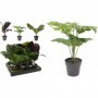 Comprar Planta Artificial Maceta Maranta Surtida  Importacion 18525 al Mejor Precio
