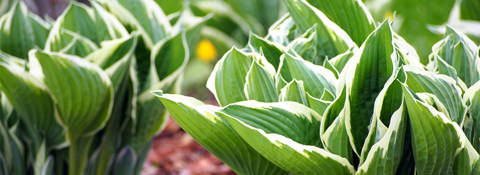 10 Plantas para Jardín de Bajo Mantenimiento