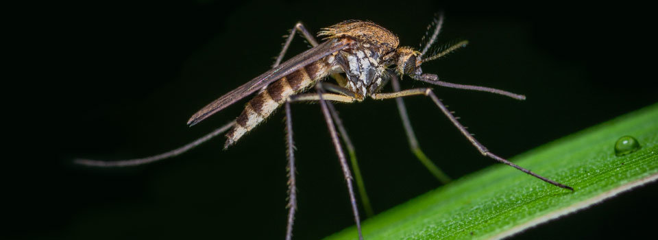 Consejos de Jardinería para Repeler los Mosquitos