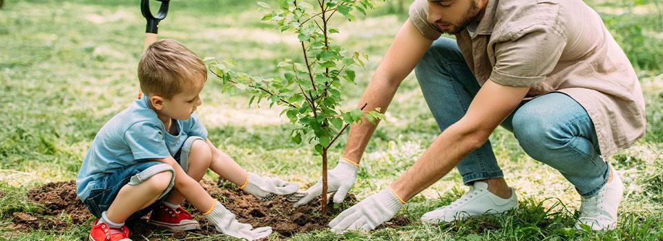 ¿Cómo Plantar un Árbol? Tutorial Fácil y Rápido