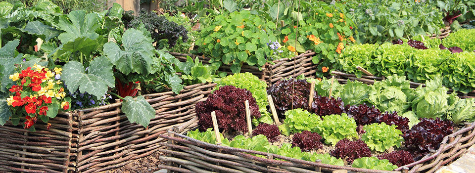 ¿Qué Plantas de Verduras Crecen Bien Juntas?