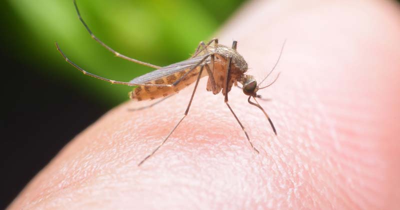 5 Trucos para Impedir que los Mosquitos entren en Casa