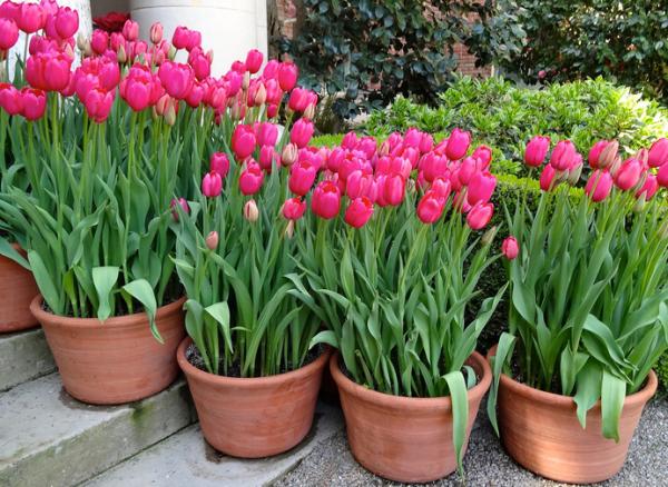 ¿Como Cuidar del Jardín Mientras no Estoy en Casa?