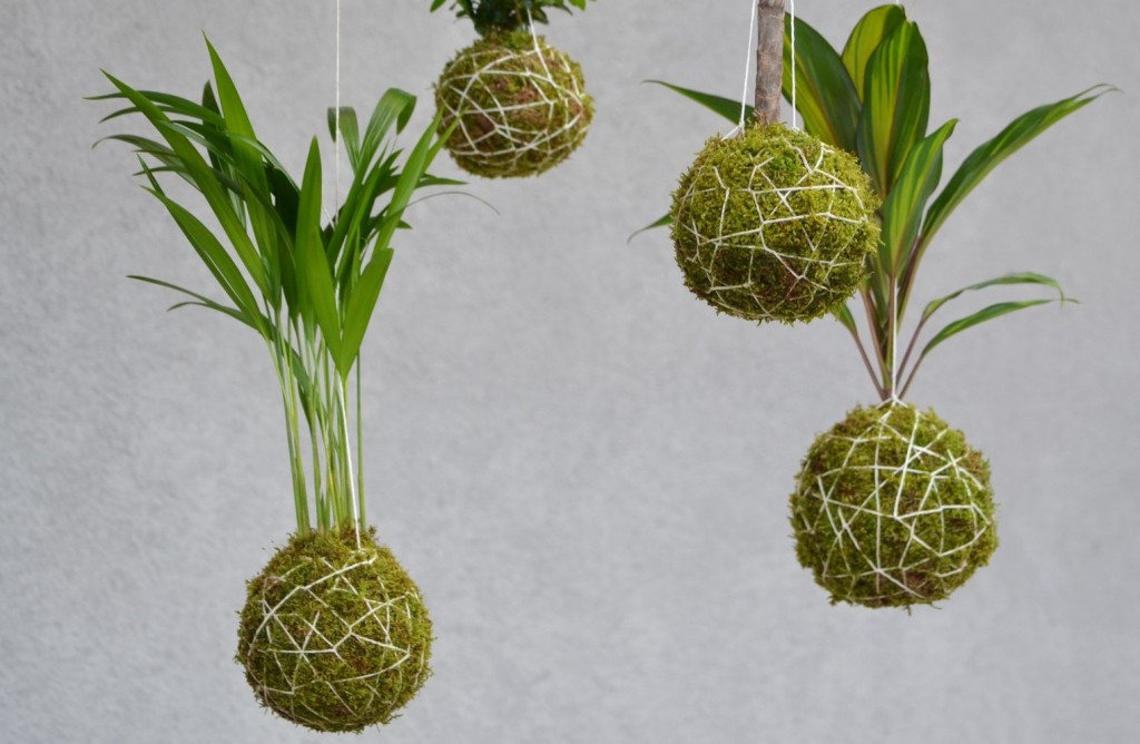 ¿Que es una Kokedama? - Decoración con Kokedamas