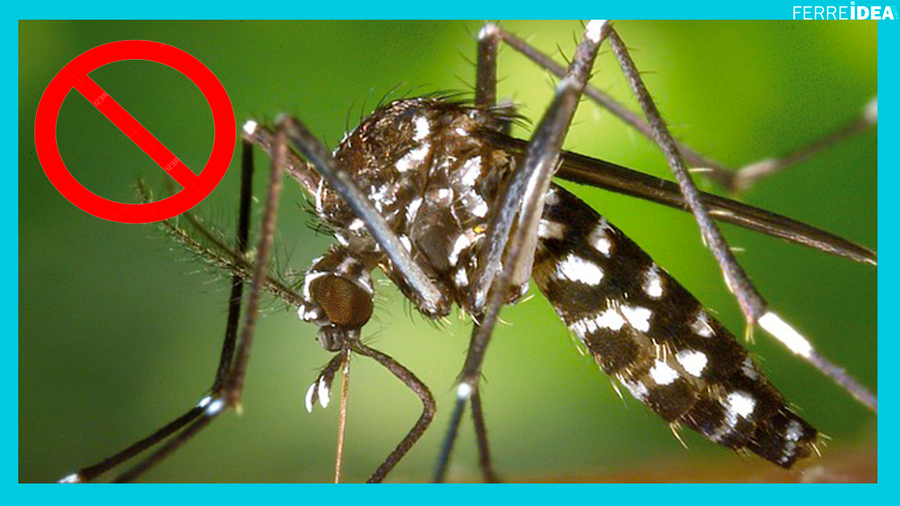 repelentes-para-mosquitos-zancudos-natural-casero