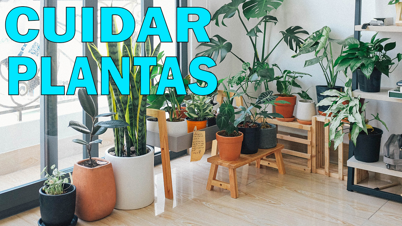7 Consejos para CUIDAR de las PLANTAS en tu HOGAR y JARDÍN ??