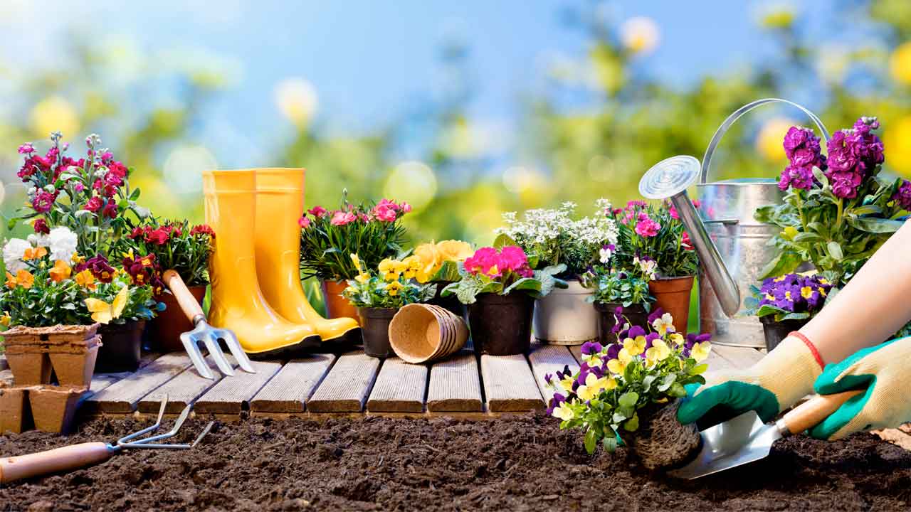 5 Trucos de Jardinería para Tener Plantas Más Saludables
